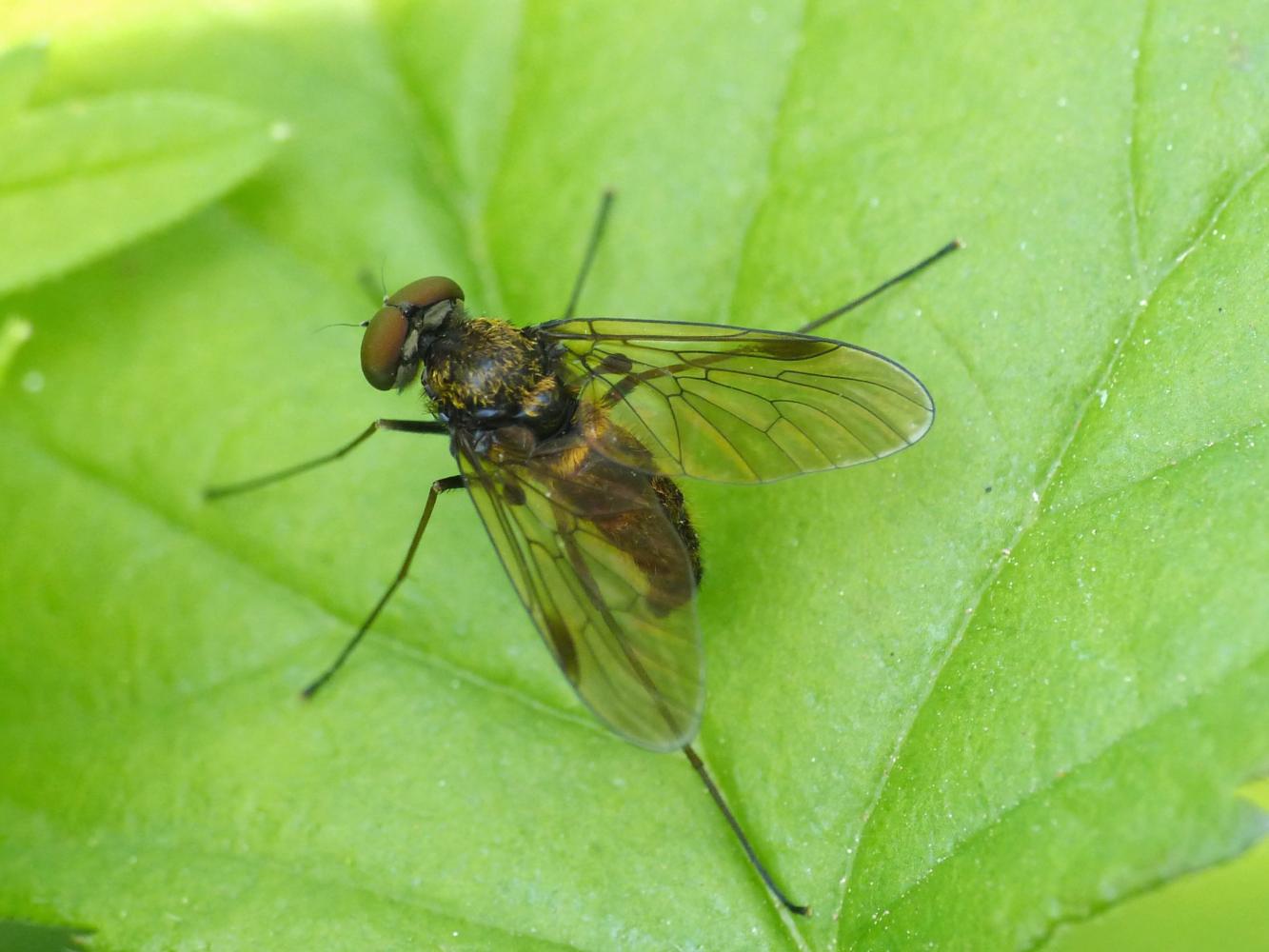 Chrysopilus cristatus
